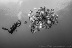 Taken at Shark Reef, Ras Mohammed, Egypt in June this yea... by Rob White 